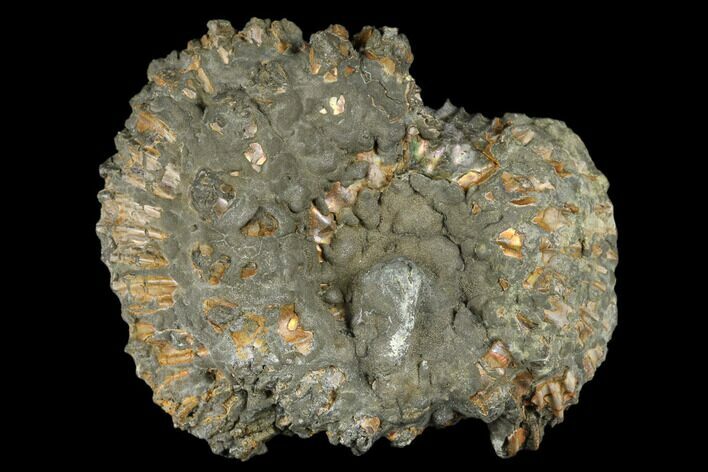 Iridescent, Pyritized Ammonite Fossil - Russia #181219